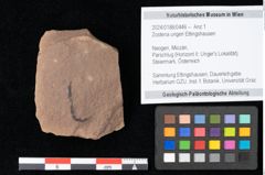 Foto (Objekt + Etikett) von Zostena ungeri Ettingshausen (NHMW-GEO-2024-0188-0446)